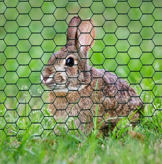 buy wire mesh