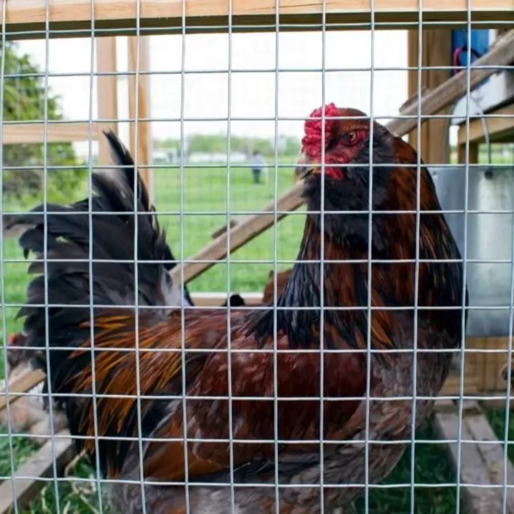&lt;trp-post-container data-trp-post-id=&#039;15733&#039;&gt;Durable Wire Netting Fence Solutions for Animal Enclosures&lt;/trp-post-container&gt;